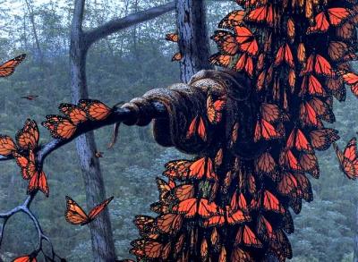 Un buzón lleno de mariposas